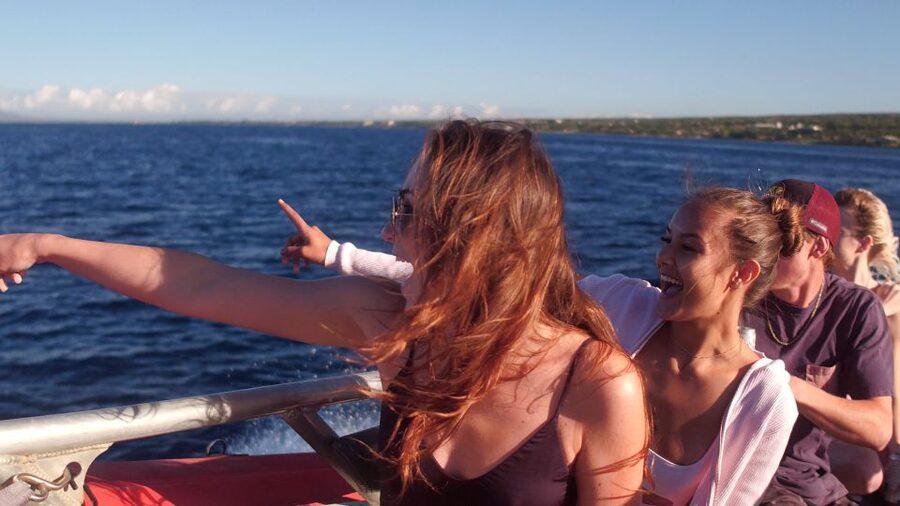 From Maalaea: Whale Watching Catamaran Cruise with Drinks - 1.5 hours of whale watching, plus whale songs through hydrophones