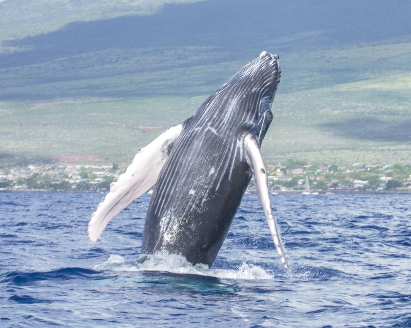 From Maalaea: Whale Watching Catamaran Cruise with Drinks - Drinks, restrooms, and staying comfortable for 2 hours on the water