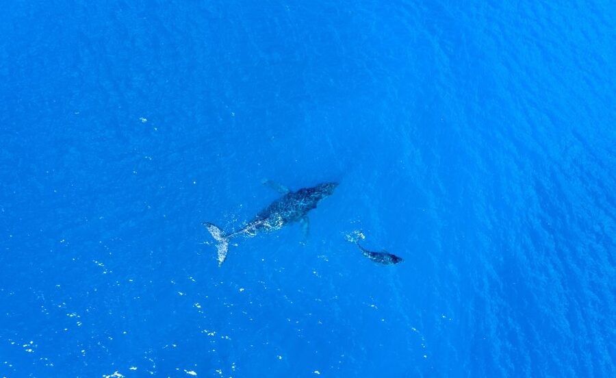 From Maalaea: Whale Watching Catamaran Cruise with Drinks - Who this Maui whale cruise fits best (and who should skip it)