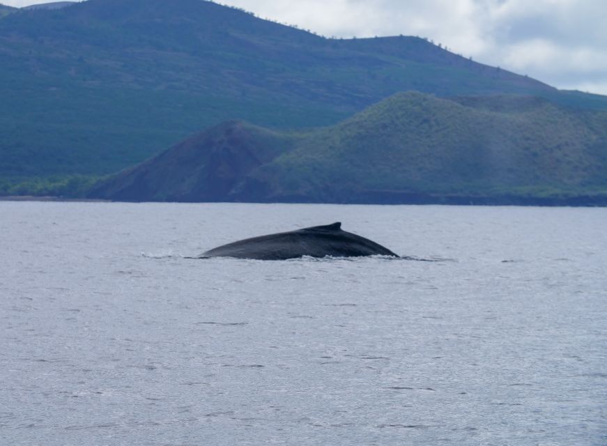 From Maalaea: Whale Watching Catamaran Cruise with Drinks - Should you book this whale watching catamaran?
