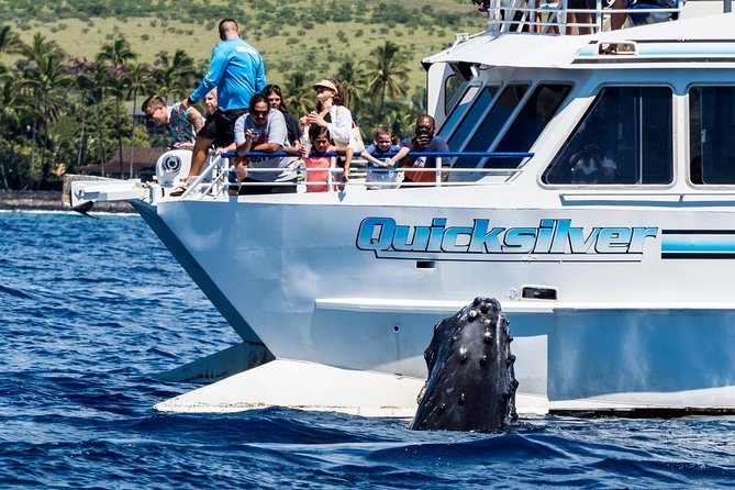 From Maalaea: Whale Watching Tour Aboard the Quicksilver - Getting to Maalaea Harbor: Boss Frog’s Check-in and the Fast-Start Advantage