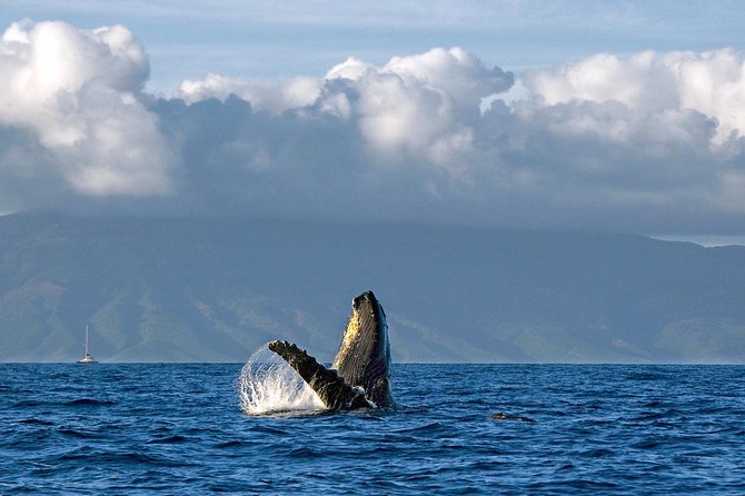 From Maalaea: Whale Watching Tour Aboard the Quicksilver - Drinks, Restrooms, and That On-Board Convenience You’ll Thank Yourself For
