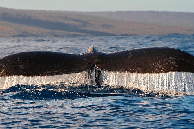 From Maalaea: Whale Watching Tour Aboard the Quicksilver - Motion Sickness, Bumpy Seas, and How to Prepare