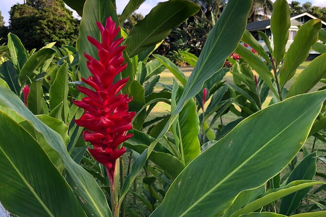 Full-Circle "Reverse" - Luxury Road to Hana Tour from South Maui - Lunch at Kailani’s Flower Farm and your Hana town timeout