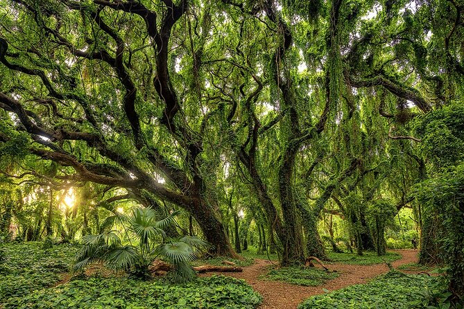 Fun! Open-Air Banyan Tree Forest & Blowhole Sight-Seeing MauiTour - Banyan tree forest stop: scenic photos, different expectations