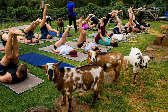 Goat Yoga with Miniature Goats In Maui - A Different Kind of Goat Yoga in Kula