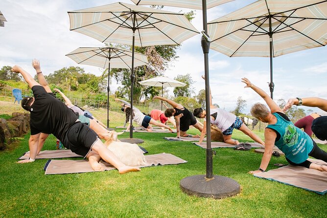 Goat Yoga with Miniature Goats In Maui - Price and Value: Is $59 a Good Deal?