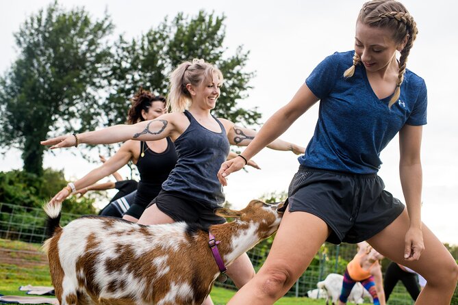 Goat Yoga with Miniature Goats In Maui - Mat, Clothes, and Goat-Friendly Common Sense