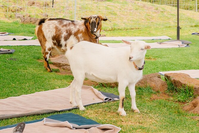 Goat Yoga with Miniature Goats In Maui - Getting There, Group Size, and What the Morning Feels Like