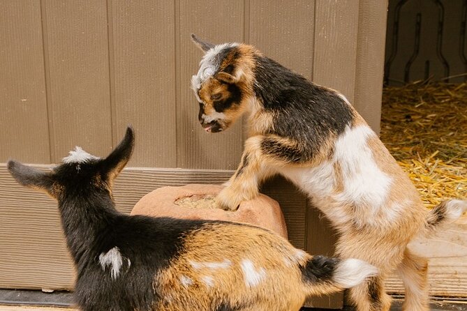 Goat Yoga with Miniature Goats In Maui - Who This Fits Best in Maui (and Who Should Think Twice)