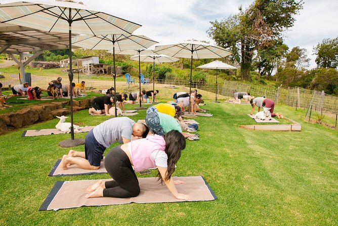 Goat Yoga with Miniature Goats In Maui - Is This the Only Goat Yoga in Hawaii?
