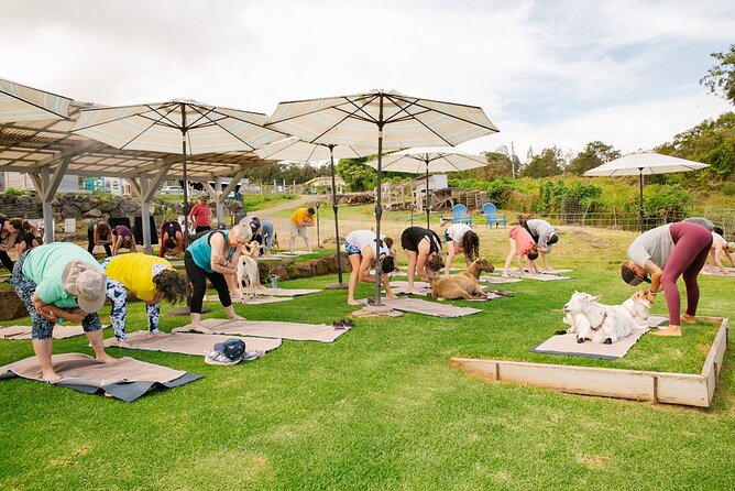 Goat Yoga with Miniature Goats In Maui - The 9:30 AM Session: How the 2 Hours Usually Flow