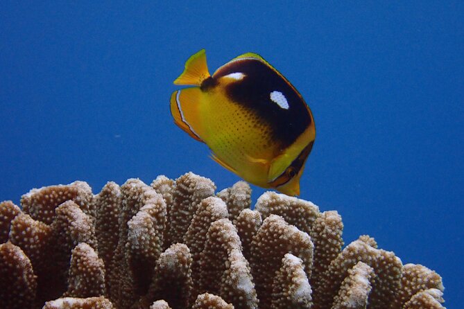Guided Scuba Dive in Lahaina: Certified - What happens during the scuba review part, if you need a refresher