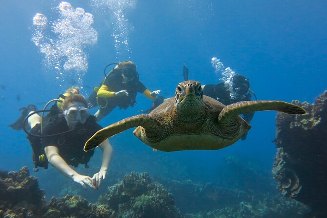 Guided Scuba Dive in Lahaina: Certified - Who should book this certified shore session (and who should skip it)