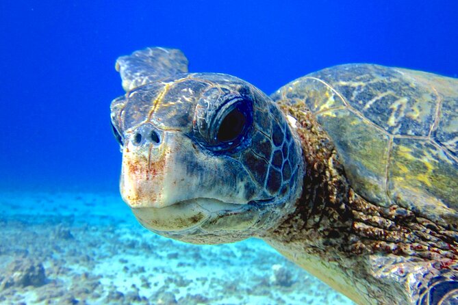 Guided Scuba Dive in Lahaina: Certified - Kahekili Beach Park meeting point and getting geared up fast