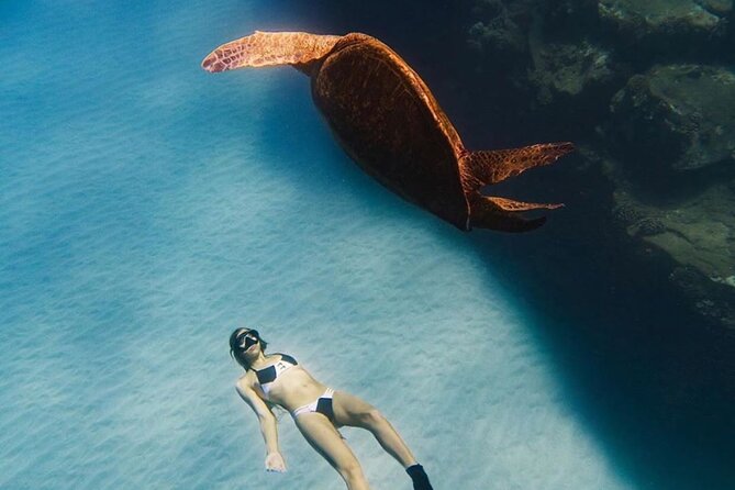 Guided Snorkeling for Beginners with Flotation Wetsuit - Marine life at a respectful distance, including sea turtles