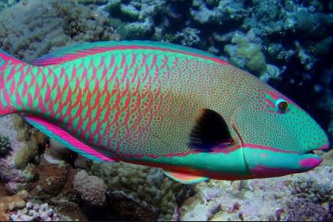 Guided Snorkeling for Beginners with Flotation Wetsuit - Who should book this beginner tour at Maui, and who might not
