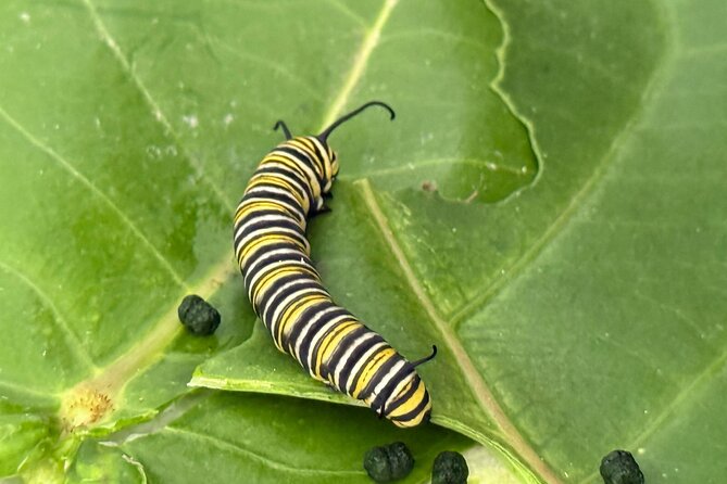 Haiku Butterfly Garden - 1st stop on the Road to Hana! - Key Things to Know Before You Go