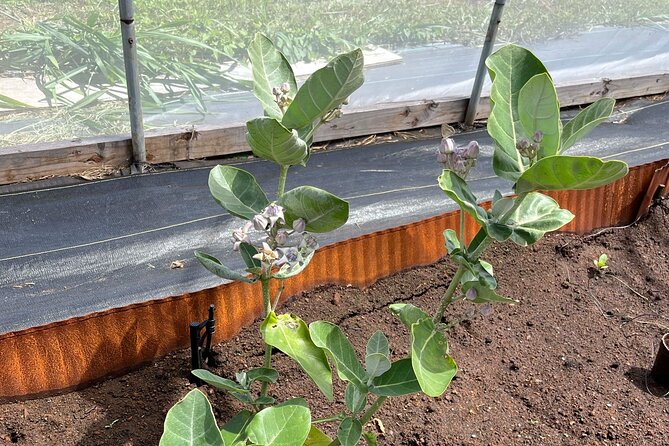 Haiku Butterfly Garden - 1st stop on the Road to Hana! - Price and Value Check: Is $50 Worth It?