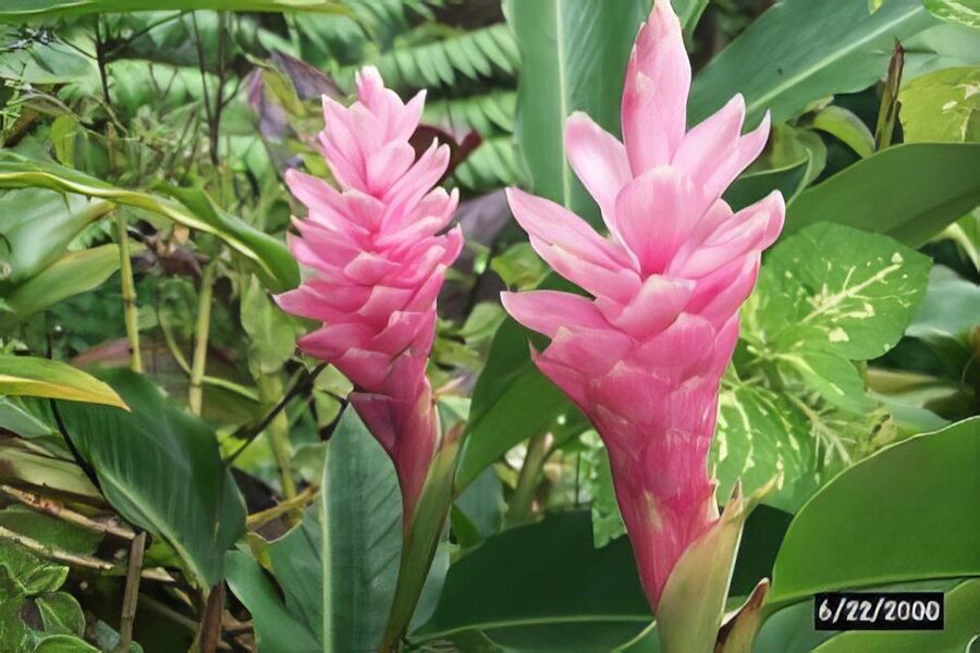 Haiku: Waterfall, Rainforest, and Handcrafted Chocolate Tour - Small-group feel and private-group options