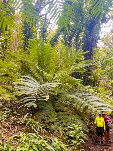 Haiku: Waterfall, Rainforest, and Handcrafted Chocolate Tour - Who this is best for, and who might want to skip it