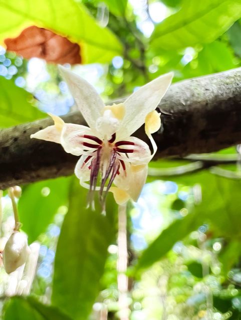 Haiku: Waterfall, Rainforest, and Handcrafted Chocolate Tour - Entering the ancient jungle, then finding the first waterfall