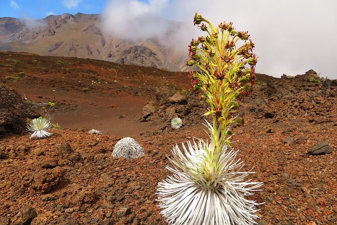 Haleakala Classic Vehicle Sunrise Tour with Breakfast - Vehicle comfort and group size: what that feels like at 2 am