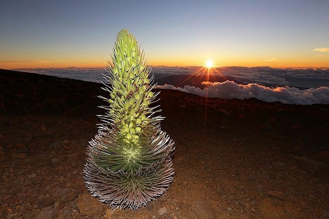 Haleakala Maui Sunset Twilight Tour with Dinner - Dinner from Kula Bistro: convenient, but check your expectations