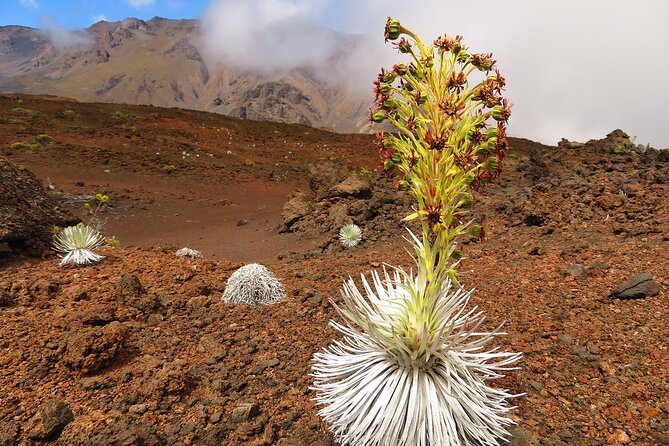 Haleakala Summit Best Self-Guided Bike Tour with Bike Maui - The 6,500-foot descent on Kona bikes: where the ride becomes real