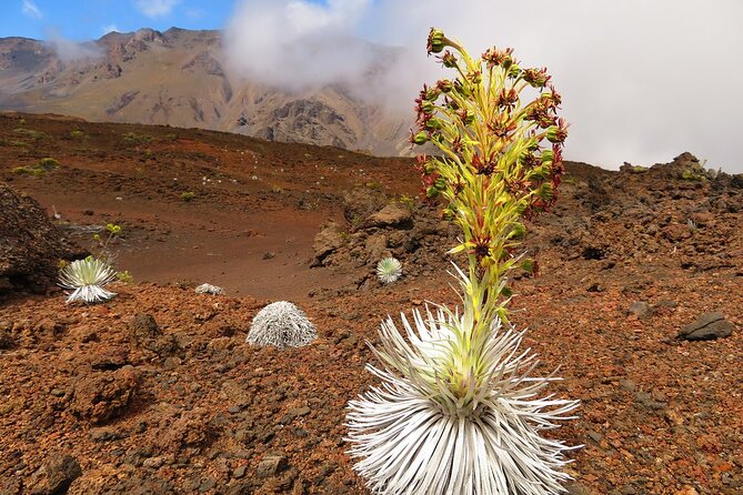 Haleakala Sunrise Best Self-Guided Bike Tour - Price and value: what you are really paying $272.58 for