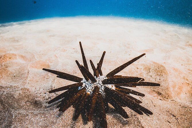 Half-Day Deluxe Molokini Snorkel Excursion in Maui - Breakfast, lunch, and the sparkling spritz bar value check