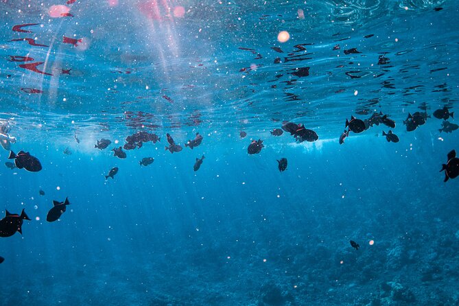 Half-Day Deluxe Molokini Snorkel Excursion in Maui - Onboard comfort: slides, daybeds, and shade you’ll actually use