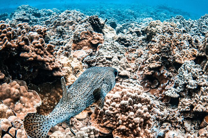 Half-Day Deluxe Molokini Snorkel Excursion in Maui - Photos onboard: how to think about the picture package