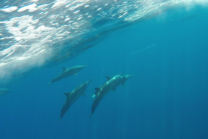 Half Day Snorkel to Lanai from Kaanapali Beach + Dolphin Search - Snorkeling gear, fit, and why the crew’s small touches matter