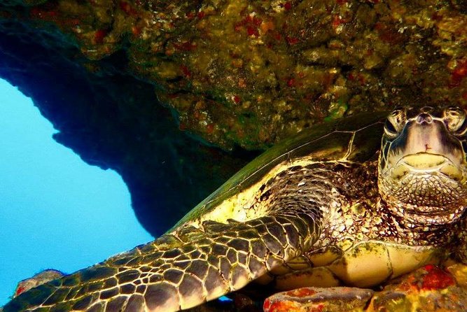 Half Day Snorkel to Lanai from Kaanapali Beach + Dolphin Search - Food and drinks: fuel for snorkeling, not a dining experience
