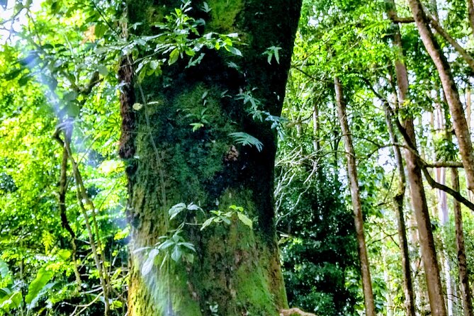 Halfway to Hana Tour of Maui Black Sand Beach Waterfalls Turtles - Keʻanae town atmosphere and bridge-only waterfall viewing