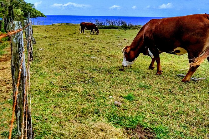 Halfway to Hana Tour of Maui Black Sand Beach Waterfalls Turtles - Keʻanae Point: where taro fields, old church history, and black lava waves meet