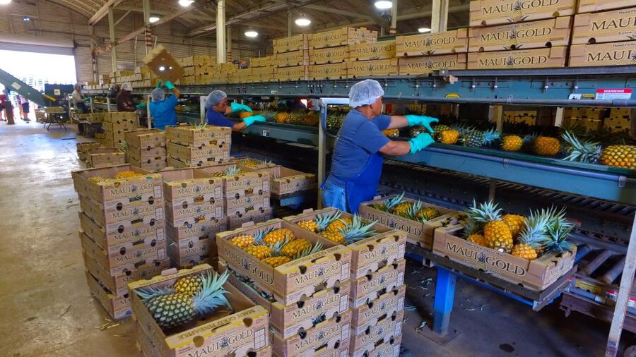 Hali'imaile: Pineapple Farm Tour - Key reasons this Maui Gold pineapple tour is worth your time