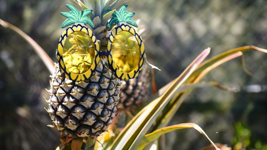 Hali'imaile: Pineapple Farm Tour - Hali’imaile Maui Pineapple Tour starts at the Maui Pineapple Store