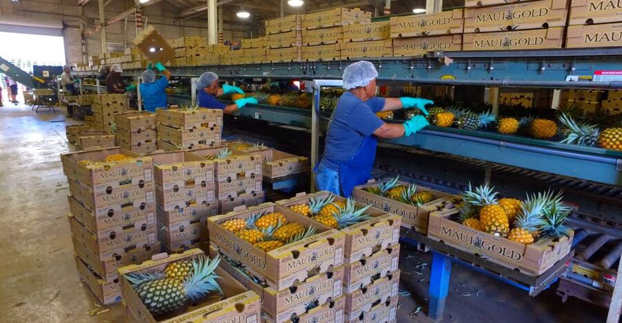 Hali'imaile: Pineapple Farm Tour - Guides make or break farm tours, and this one has strong ones