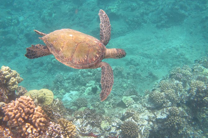 Hawaiian Canoe Sailing Experience in Maui - Who This Trip Suits Best in Maui