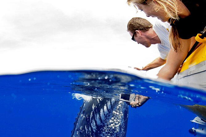 HIGH QUALITY Whale Watch Adventure Aboard Luxury Super Raft - Why Maui Reef Adventures’ Super Raft feels like a better kind of whale watch