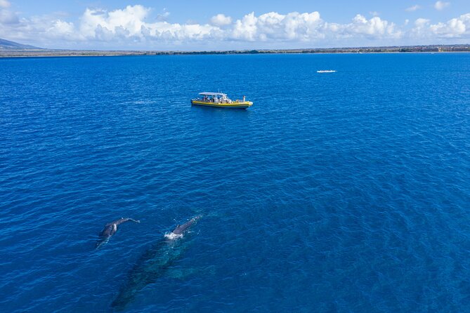 HIGH QUALITY Whale Watch Adventure Aboard Luxury Super Raft - Comfort on the water: stable ride, movable viewing spots, and included drinks