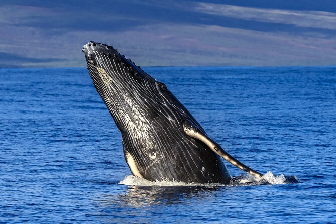 HIGH QUALITY Whale Watch Adventure Aboard Luxury Super Raft - Eye-level humpbacks: what it’s like when the whales cooperate