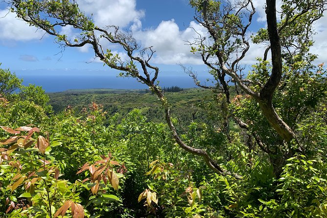 Hike Honolua Ridgeline - Honolua Ridgeline: the ecology lesson behind the views