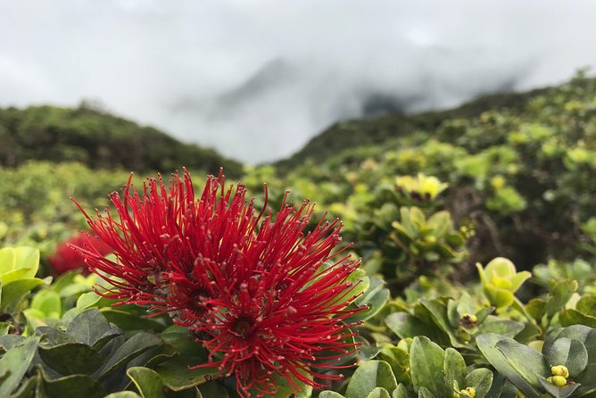 Hike Honolua Ridgeline - Native forest and Pu’u Kukui: what the guide is really teaching you