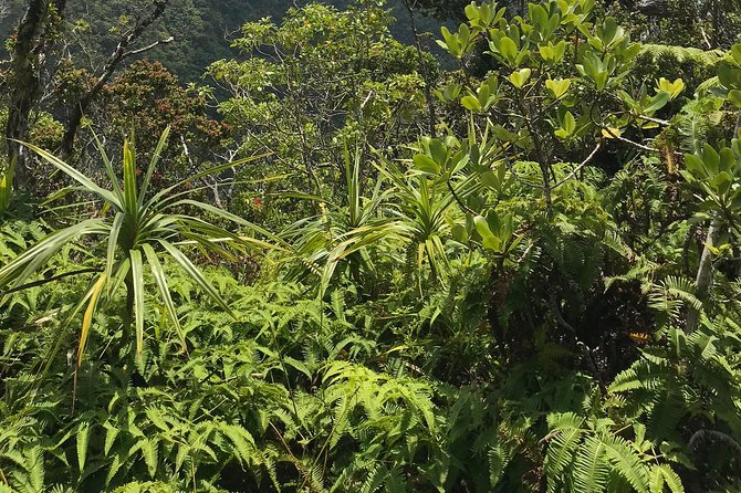 Hike Honolua Ridgeline - Lookouts along the ridgeline: the payoff moments