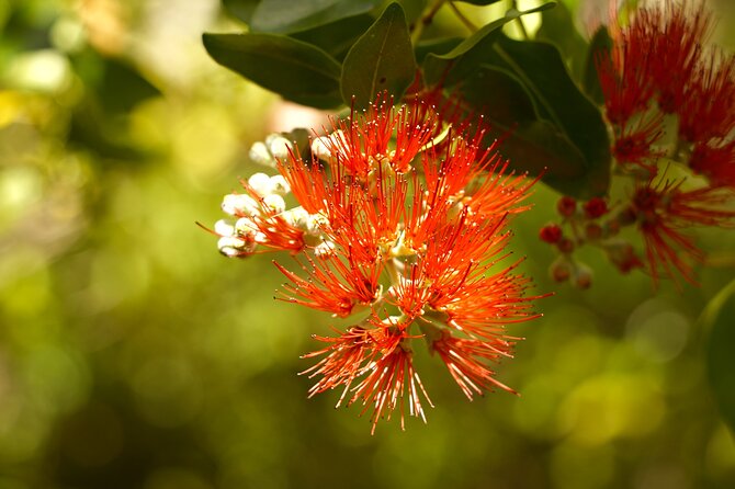 Hike Honolua Ridgeline - Walking sticks, family-friendly pace, and who this hike suits best