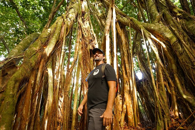 Hike Honolua Ridgeline - Snack at the end: fresh Maui Gold pineapple, and what to expect