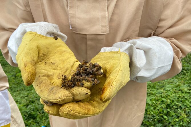 Honey Bee Adventure at the Maui Honey Bee Sanctuary - Who This Tour Fits Best (And Who Should Think Twice)